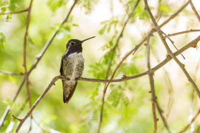 Low angle view of bird perching on branch