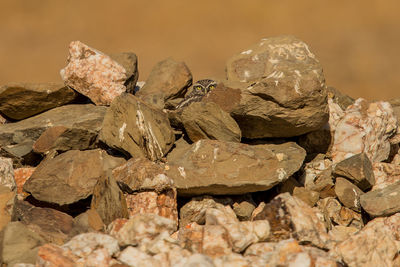 Close-up of stone on rock
