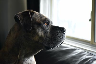 Close-up of dog looking away at home