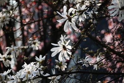 Close-up of white flowers on branch