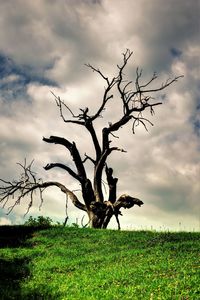 Bare tree on field against sky