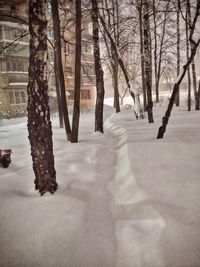 Bare trees on snow covered land