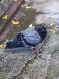 High angle view of pigeon perching on footpath