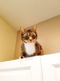 Portrait of cat sitting on wall at home