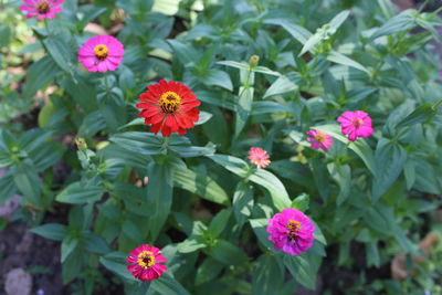High angle view of pink flowering plants