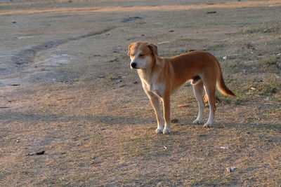 Dog standing on field