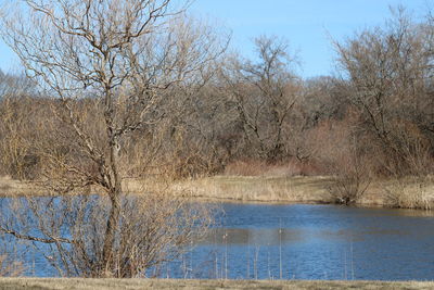 Bare trees by lake against sky during winter