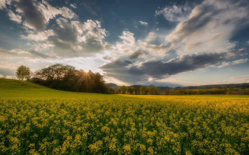 Spring in the san severino marche countryside