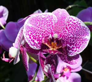 Close-up of pink flowers blooming outdoors