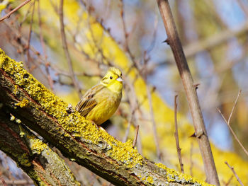 Close-up of bird perching on branch
