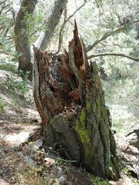 Close-up of tree stump in forest