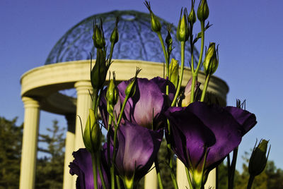 Low angle view of flowers against blue sky