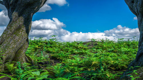 Low angle view of trees against sky