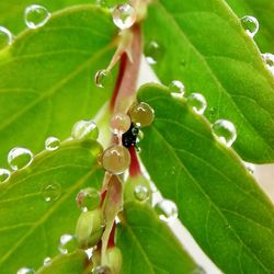 Close-up of ant on wet leaf