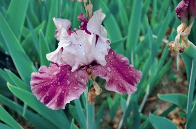 Close-up of wet pink flower