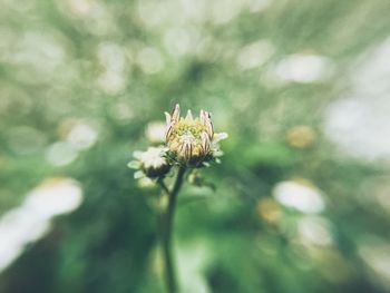 Close-up of insect on flower