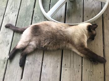 High angle view of cat sleeping on wooden floor