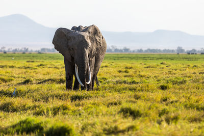 Elephant standing on field