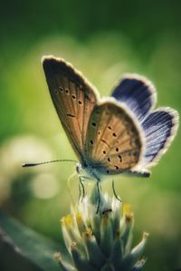 Close-up of butterfly pollinating on flower