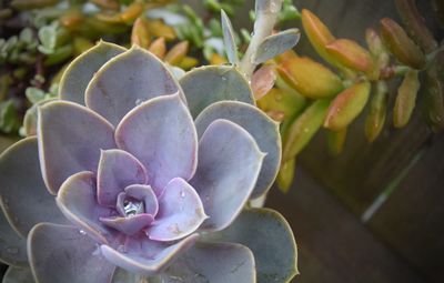 Close-up of prickly pear cactus