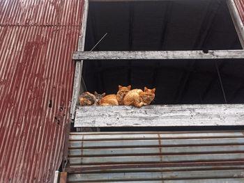 Cat sitting in a building