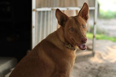 Close-up portrait of dog looking away