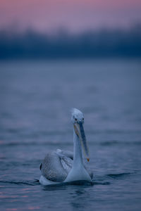 Close-up of pelican