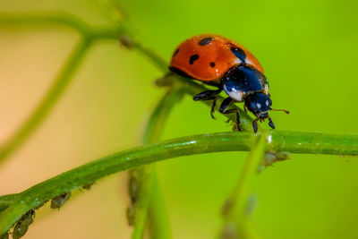 Close-up of ladybug on plant