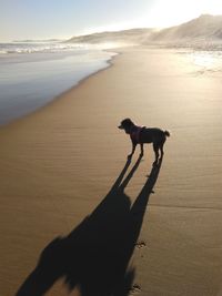 High angle view of silhouette dog standing at beach against sky during sunset