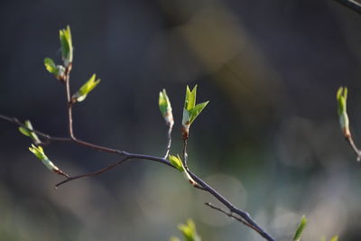 Close-up of plant