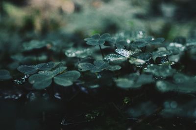 Close-up of water drops on leaves during winter