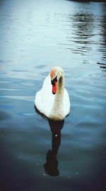 Swan swimming in lake