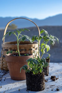 Table top view of gardening or potting bench with young tomato plants, clay pot, garden basket