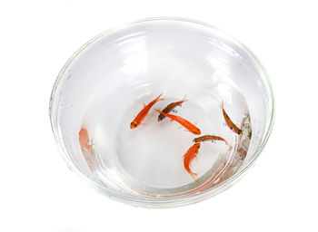 Close-up of fish in glass against white background