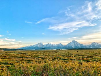 Scenic view of field against sky