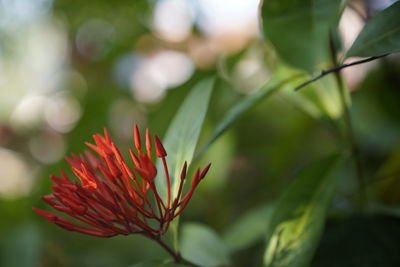 Close-up of red flowering plant