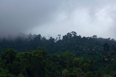 Trees in forest against sky