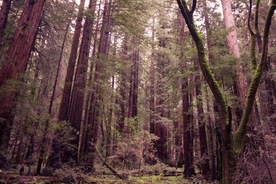 Trees in forest