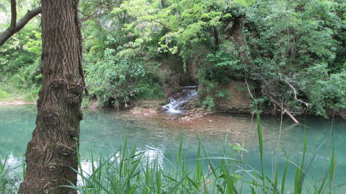 Scenic view of river amidst trees in forest