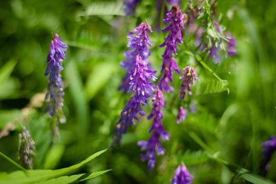 Close-up of purple flowering plants