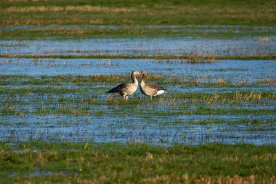 2 greylag geese face each other on a flooded meadow