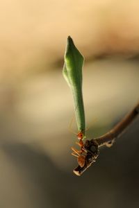 Close-up of insect on leaf