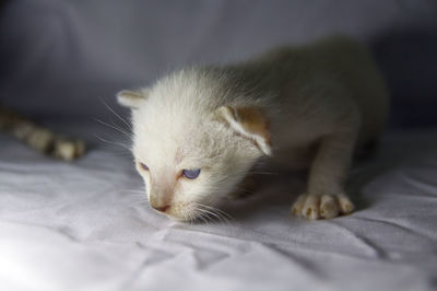 Close-up of cat resting on bed