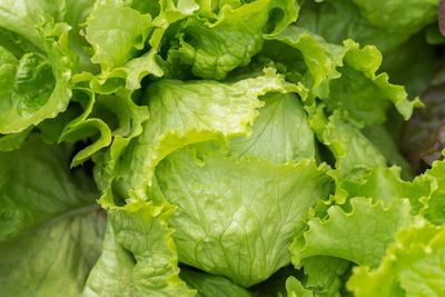 Ripe green crisp-head lettuce, top view.