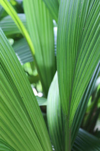 Close-up of palm leaf