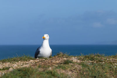 Close-up of seagull on beach against blue sky