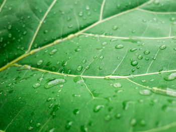 Close-up of raindrops on leaves