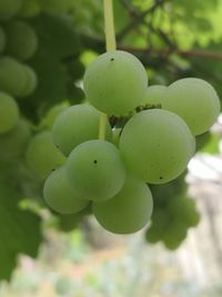 Close-up of grapes growing on tree