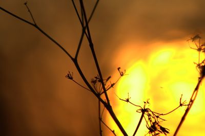 Close-up of silhouette plants against orange sky