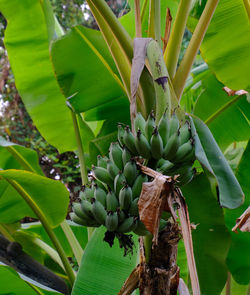 Close-up of succulent plant